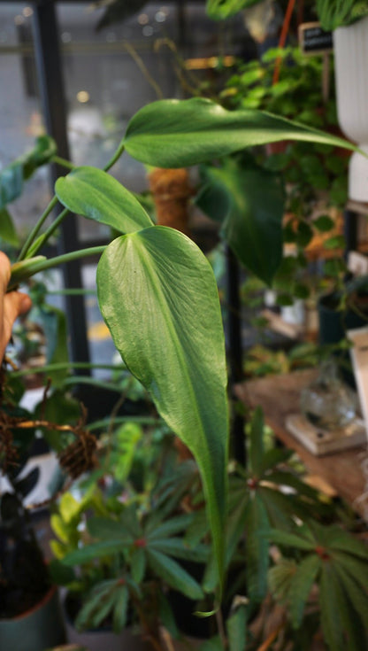 Monstera Burle Marx Flame (boutures)