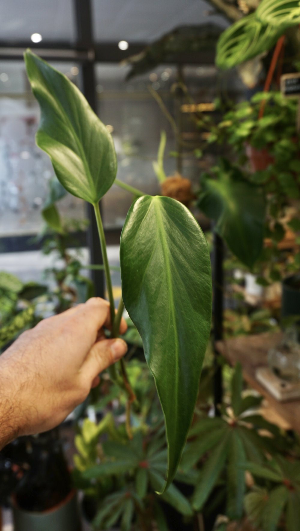 Monstera Burle Marx Flame (boutures)