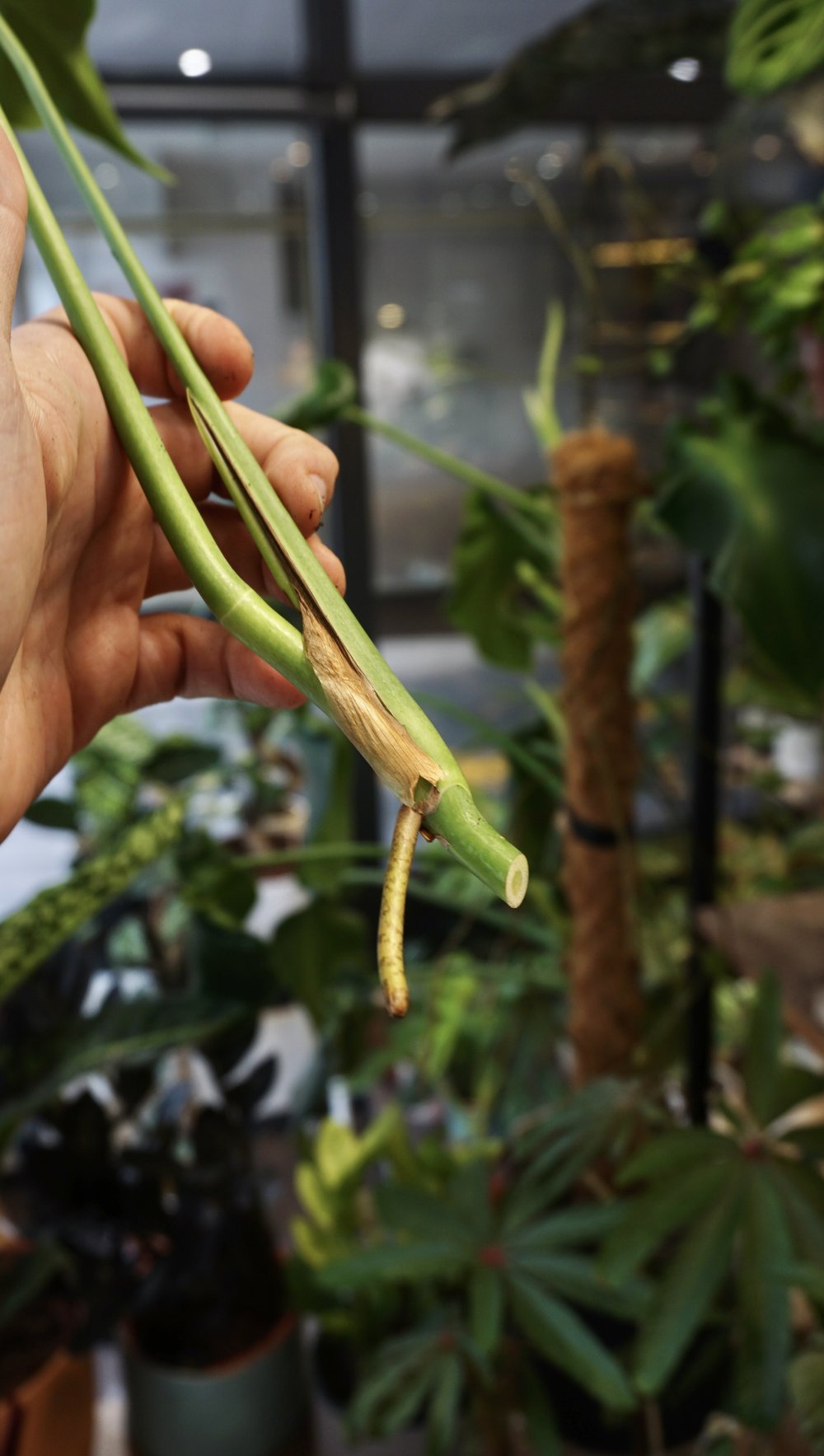 Monstera Burle Marx Flame (boutures)