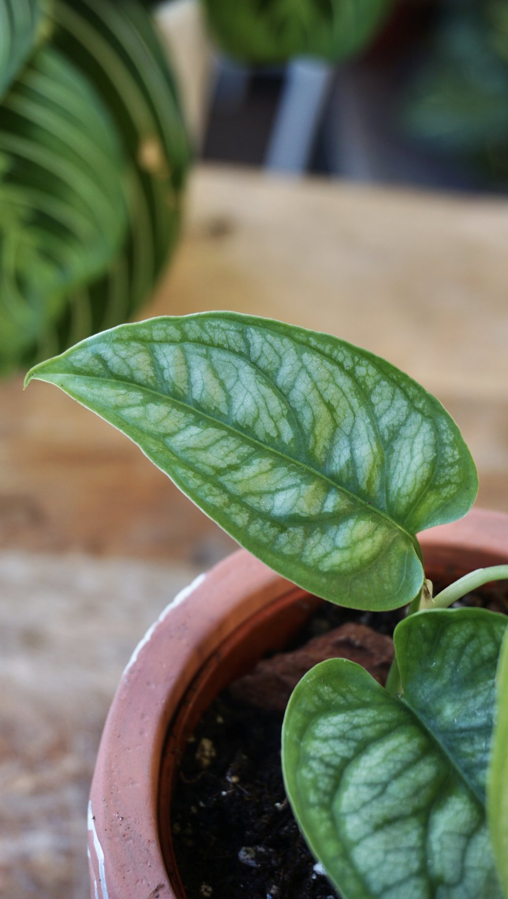 Monstera Siltepecana El Salvador