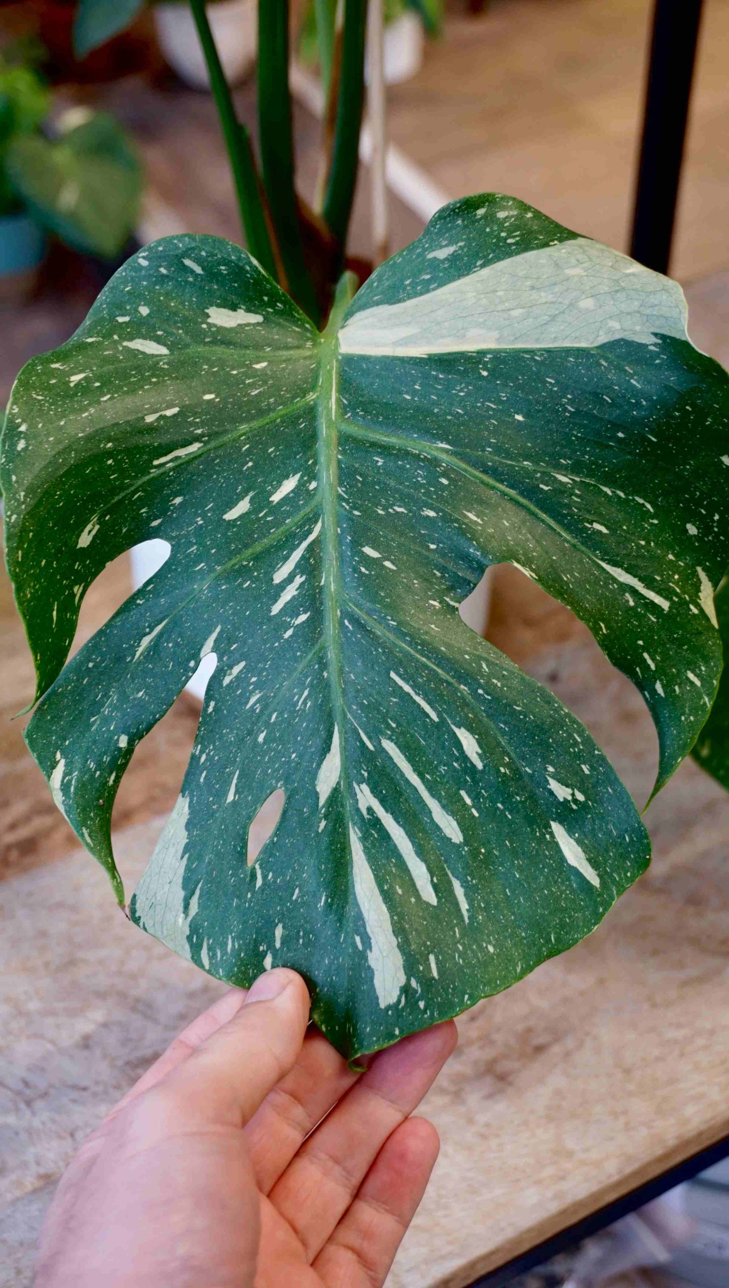 Monstera Thai Constellation