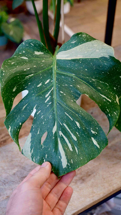 Monstera Thai Constellation