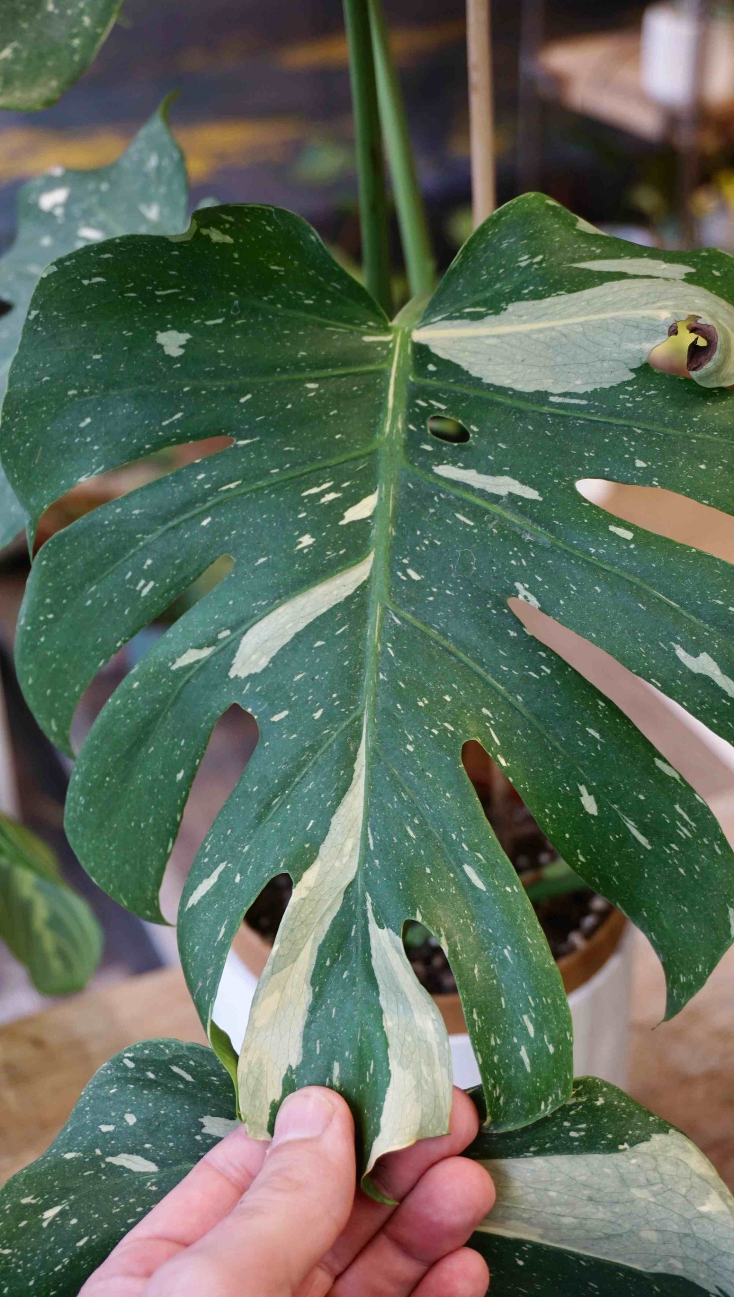 Monstera Thai Constellation