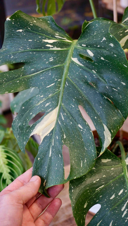 Monstera Thai Constellation