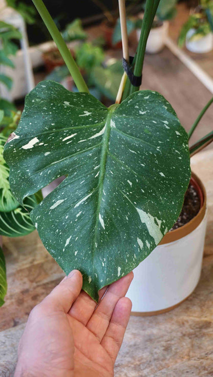 Monstera Thai Constellation