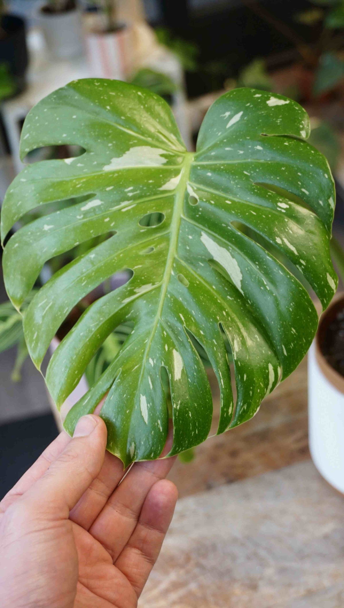 Monstera Thai Constellation