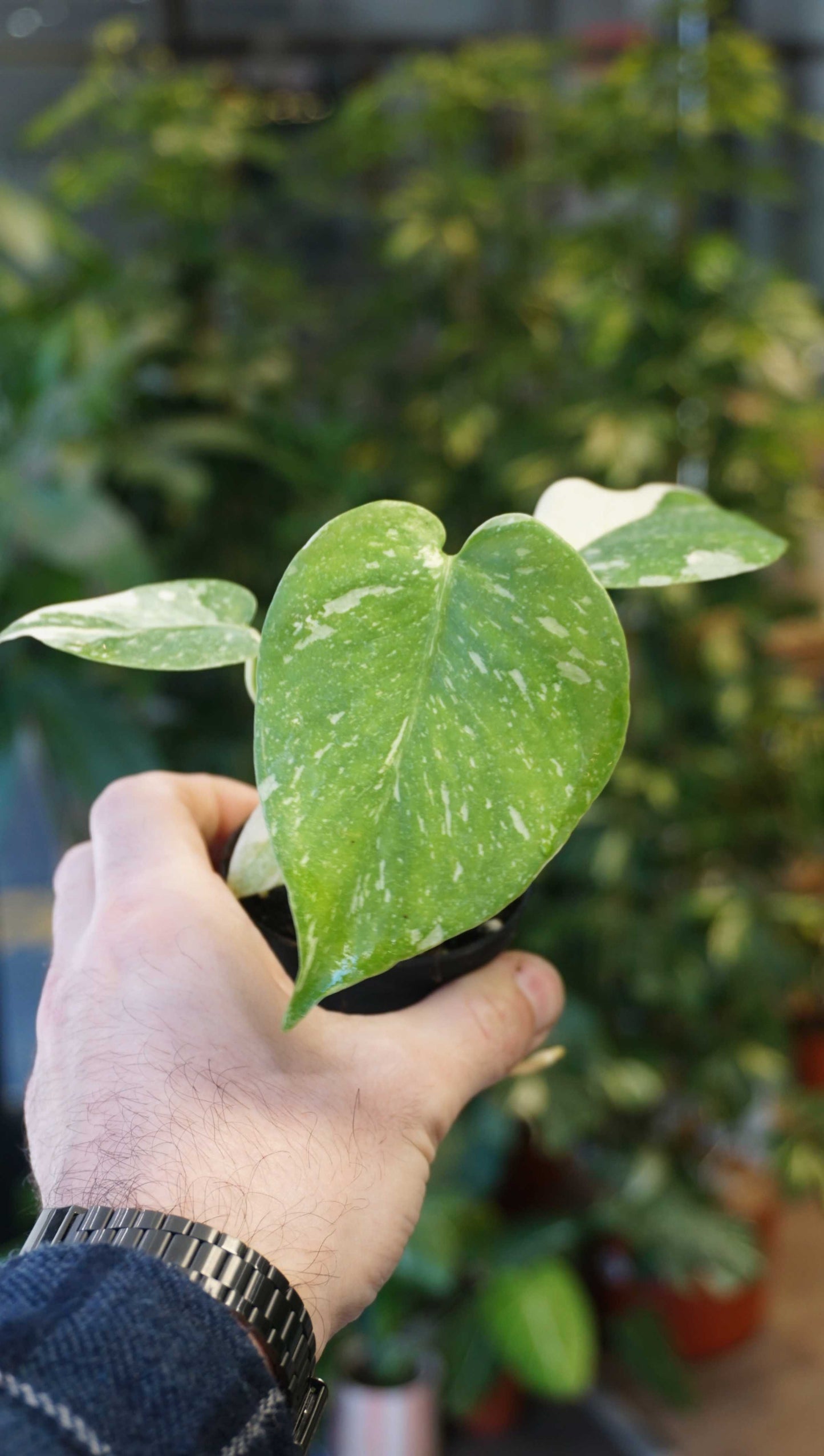 Monstera Thai Constellation studio plantes rares jungle jardinerie strasbourg rare plant shop online pflanzen