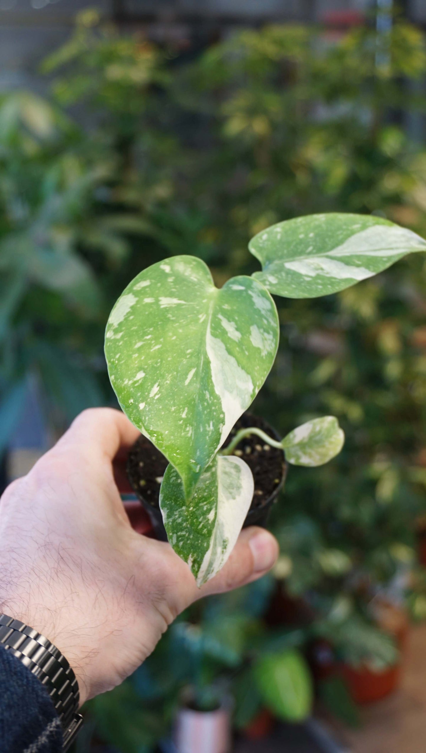 Monstera Thai Constellation studio plantes rares jungle jardinerie strasbourg rare plant shop online pflanzen