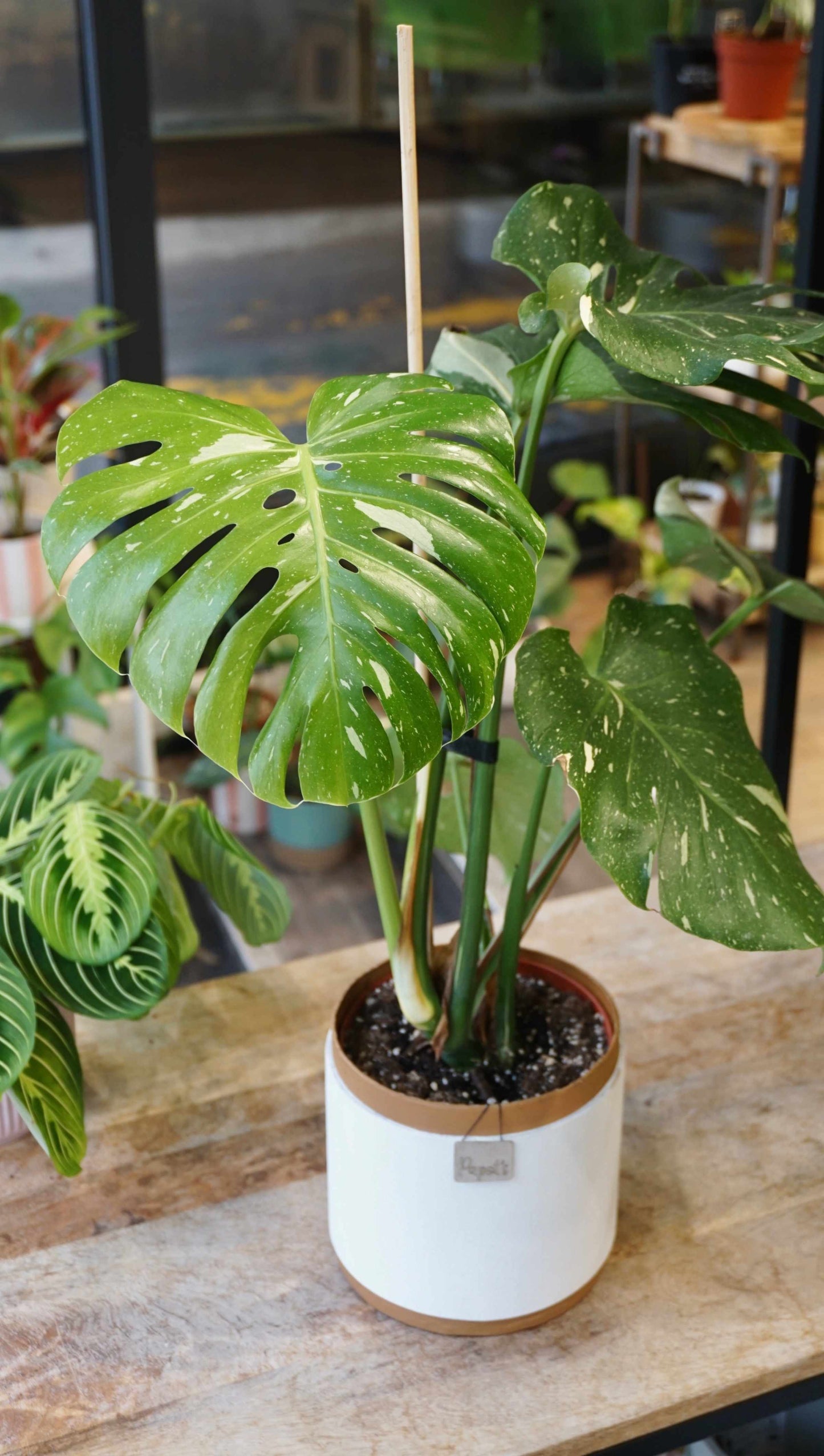 Monstera Thai Constellation