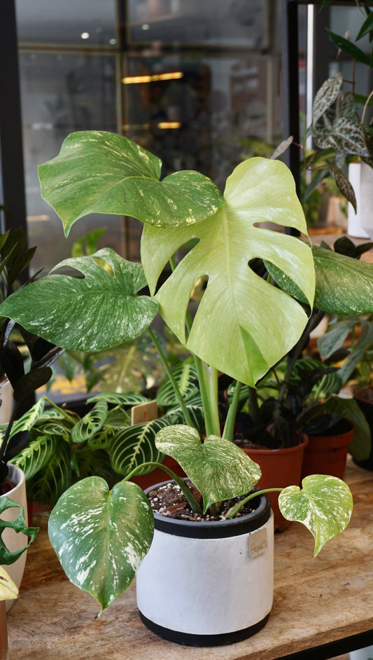Monstera white Monster (große Form)
