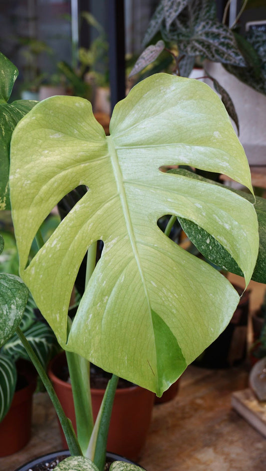 Monstera white Monster (große Form)