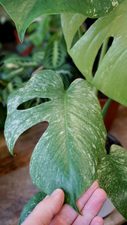 Monstera White Monster (large form)