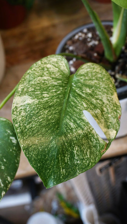 Monstera White Monster (large form)