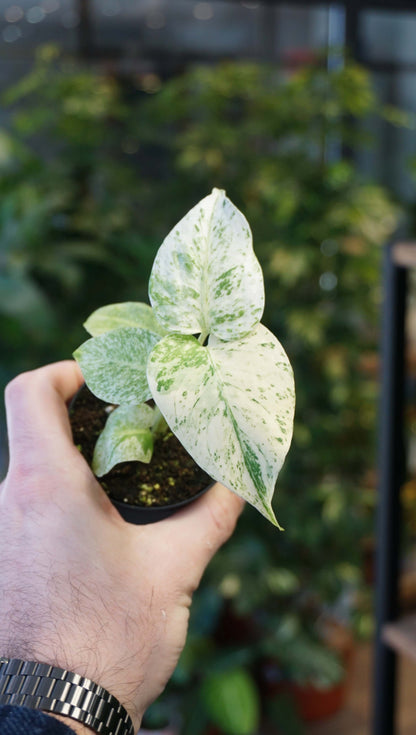 Monstera White Monster studio plantes rares jungle jardinerie strasbourg rare plant shop online pflanzen