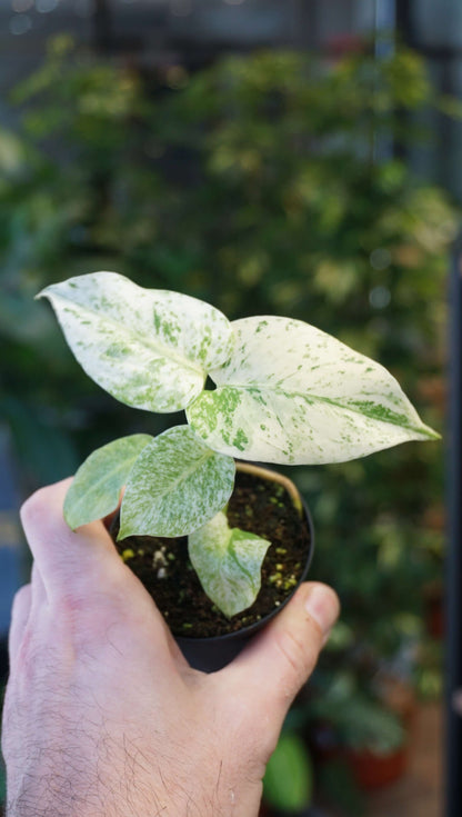 Monstera White Monster studio plantes rares jungle jardinerie strasbourg rare plant shop online pflanzen