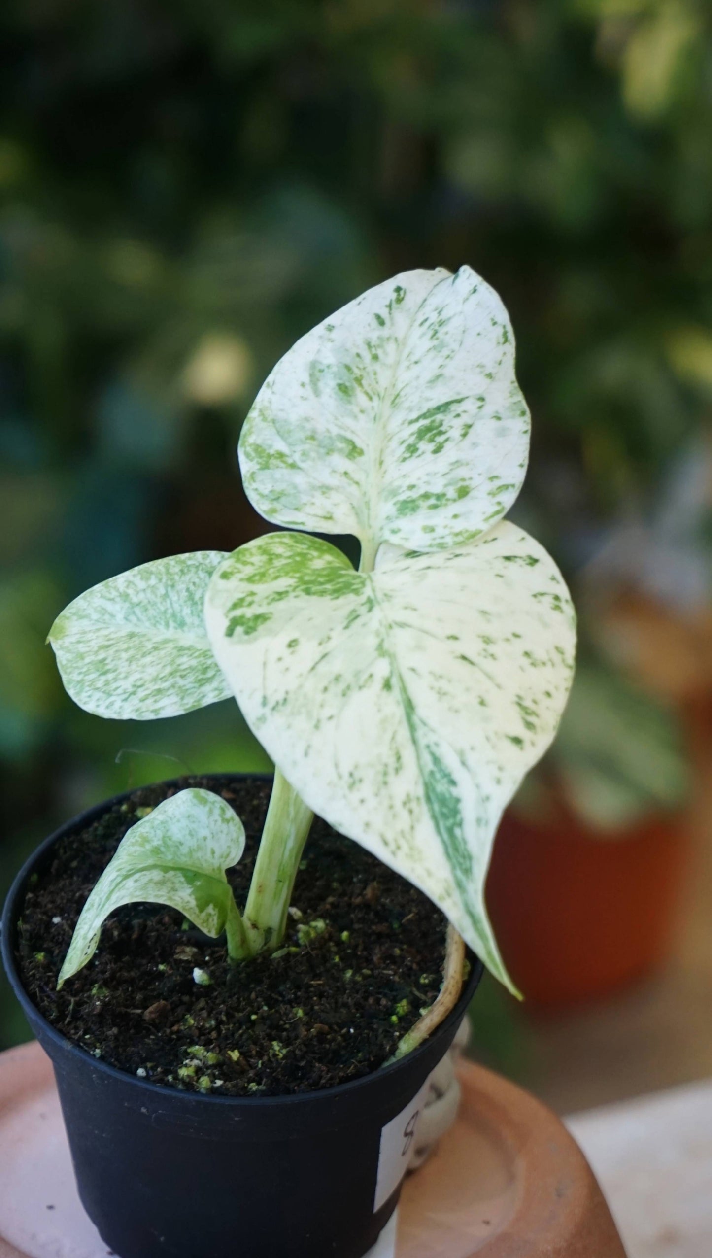 Monstera White Monster studio plantes rares jungle jardinerie strasbourg rare plant shop online pflanzen