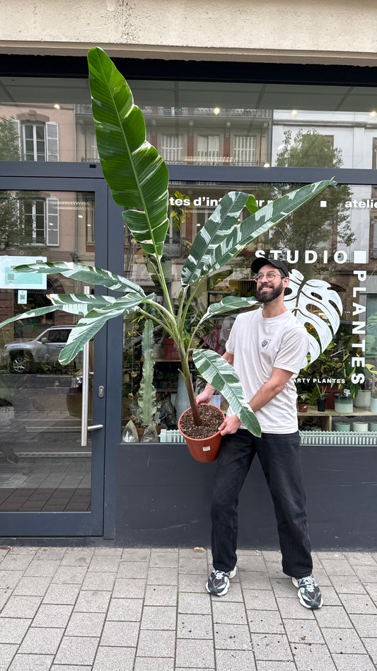 Musa Florida Variegata XXL studio plantes rares jungle jardinerie strasbourg bananier rare plant shop online pflanzen
