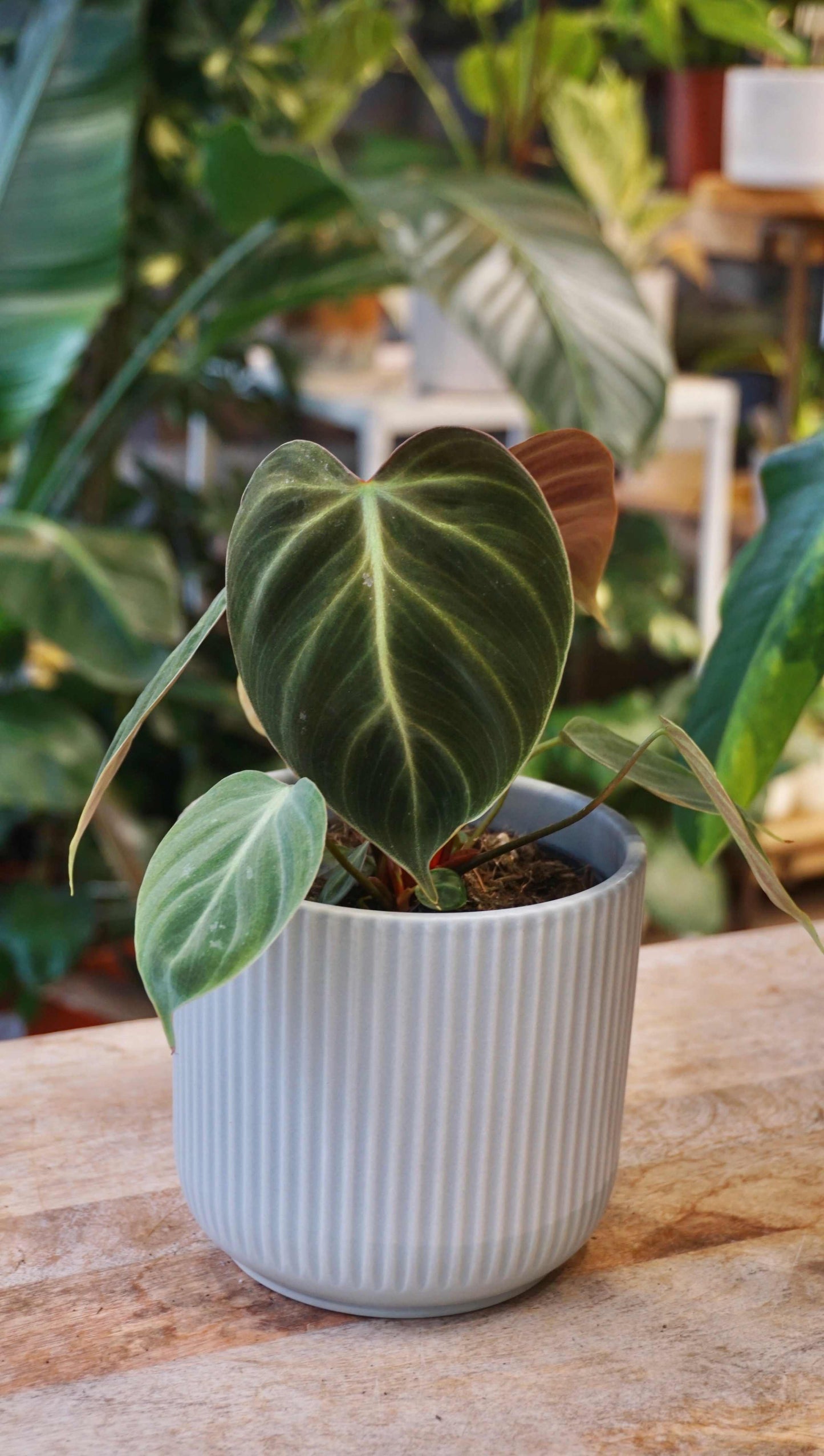 philodendron sp choco Philodendron El Choco Red