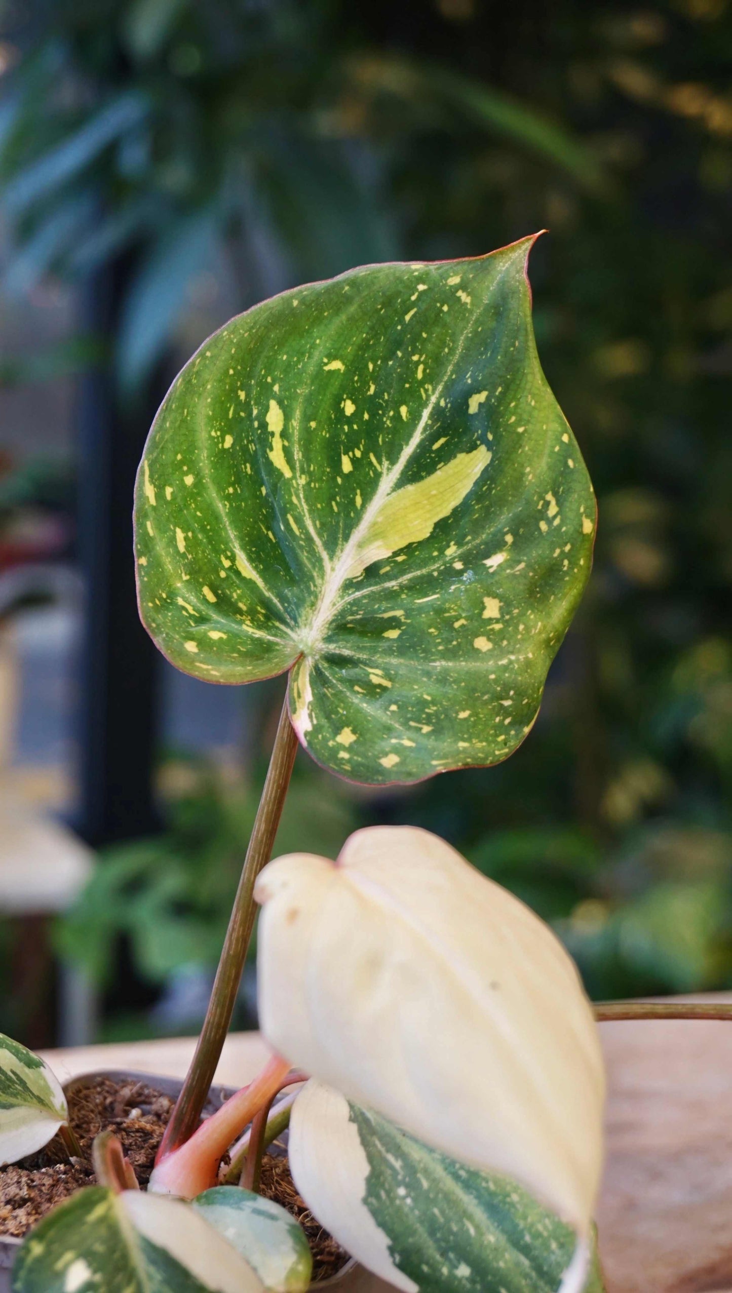 Philodendron Gloriosum variegata Tricolore studio plantes rares jungle jardinerie strasbourg rare plant shop online pflanzen leaf zoom