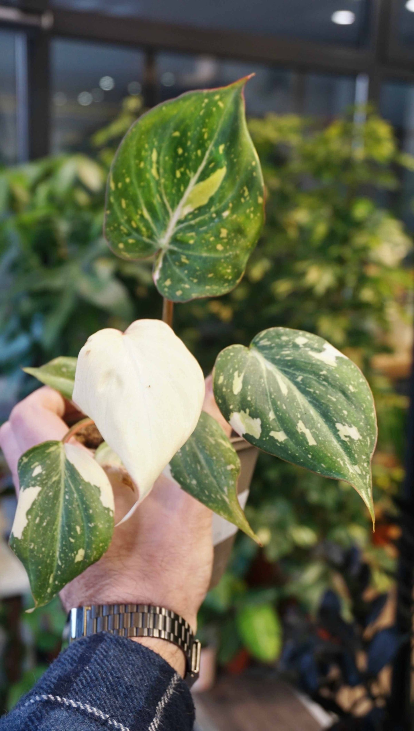 Philodendron Gloriosum variegata Tricolore studio plantes rares jungle jardinerie strasbourg rare plant shop online pflanzen overall top view