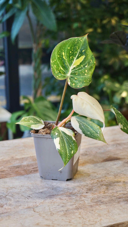 Philodendron Gloriosum variegata Tricolore studio plantes rares jungle jardinerie strasbourg rare plant shop online pflanzen