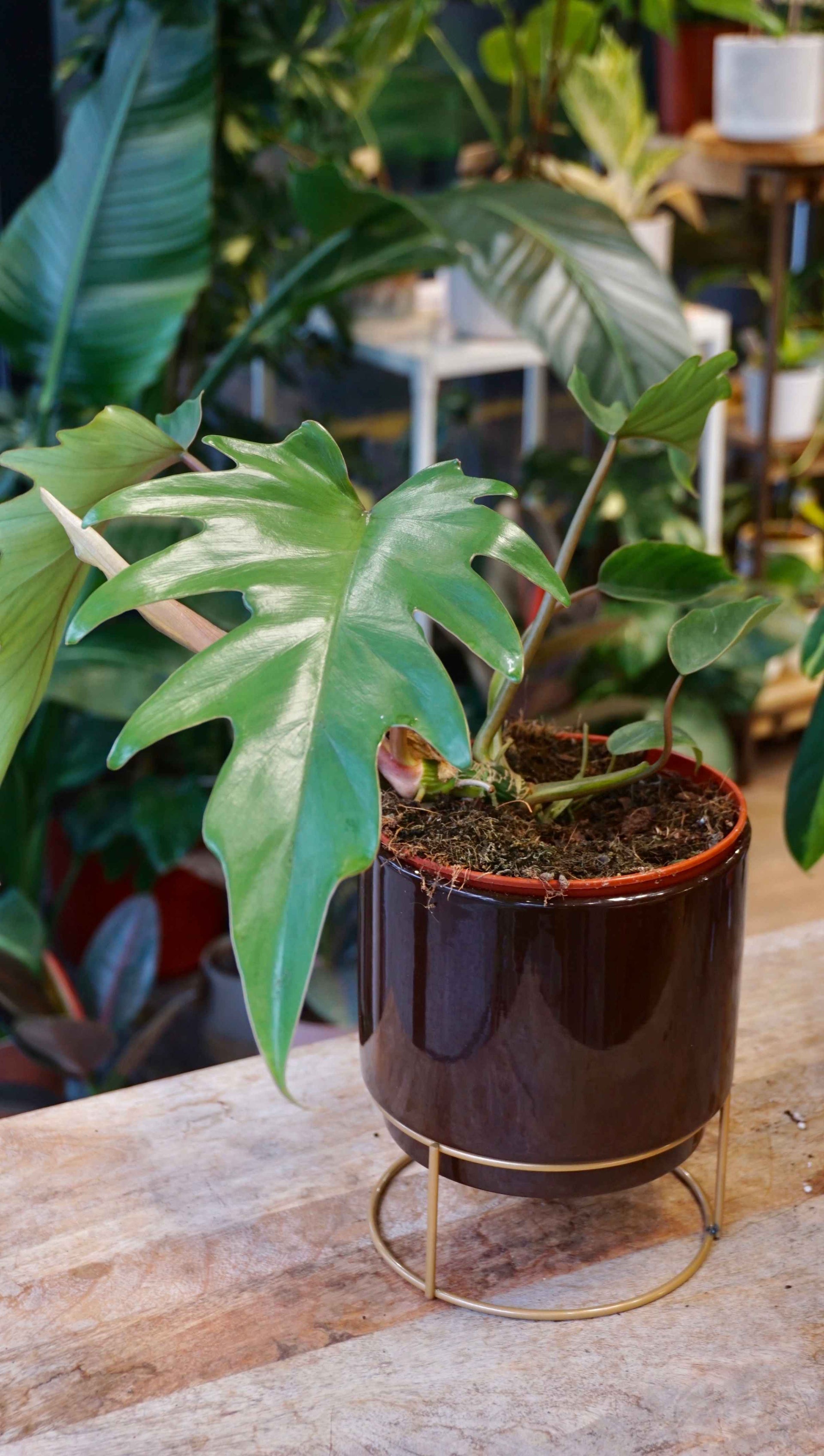Philodendron Mayoi – Studio Plantes