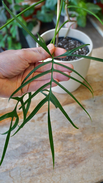 philodendron polypodioides studio plantes rares jungle jardinerie strasbourg rare plant shop online pflanzen