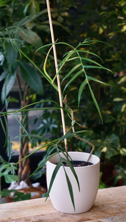 philodendron polypodioides studio plantes rares jungle jardinerie strasbourg rare plant shop online pflanzen