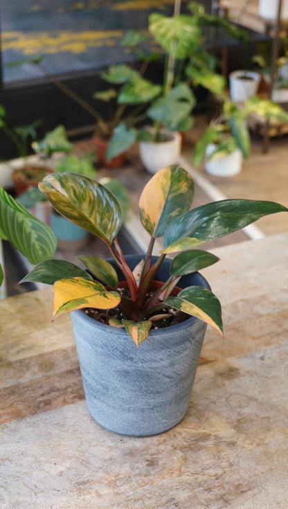 Philodendron Red Congo Variegata