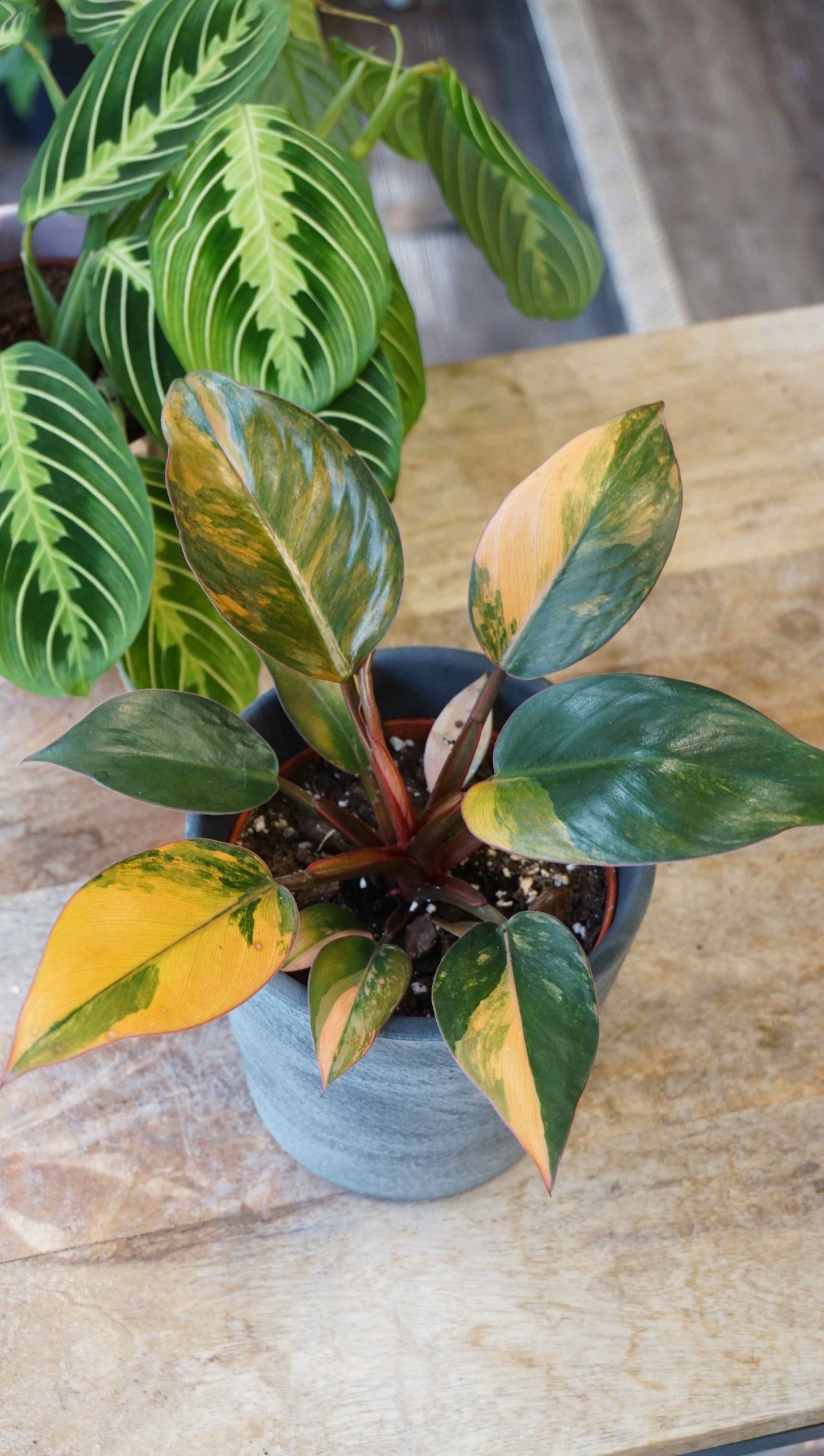 Philodendron Red Congo Variegata