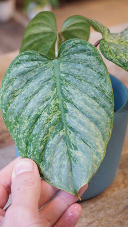 Philodendron Sodiroi Variegata studio plantes rares jungle jardinerie strasbourg leaf zoom