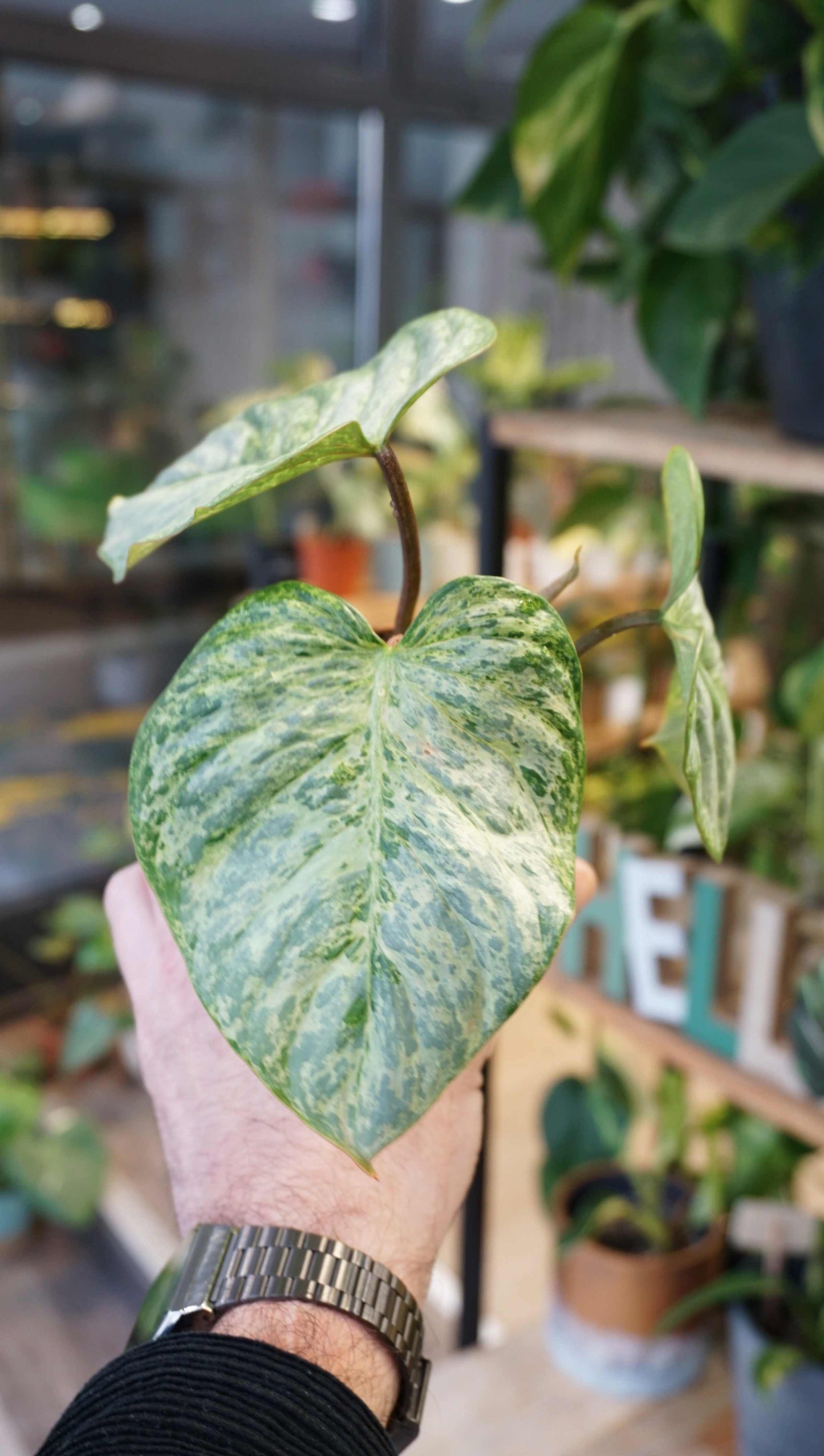 Philodendron Sodiroi Variegata