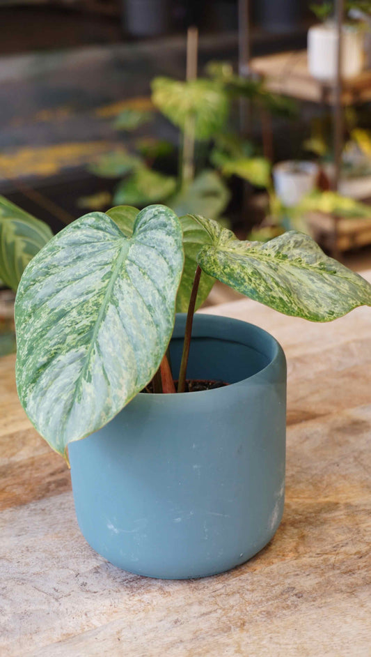 Philodendron Sodiroi Variegata studio plantes rares jungle jardinerie strasbourg