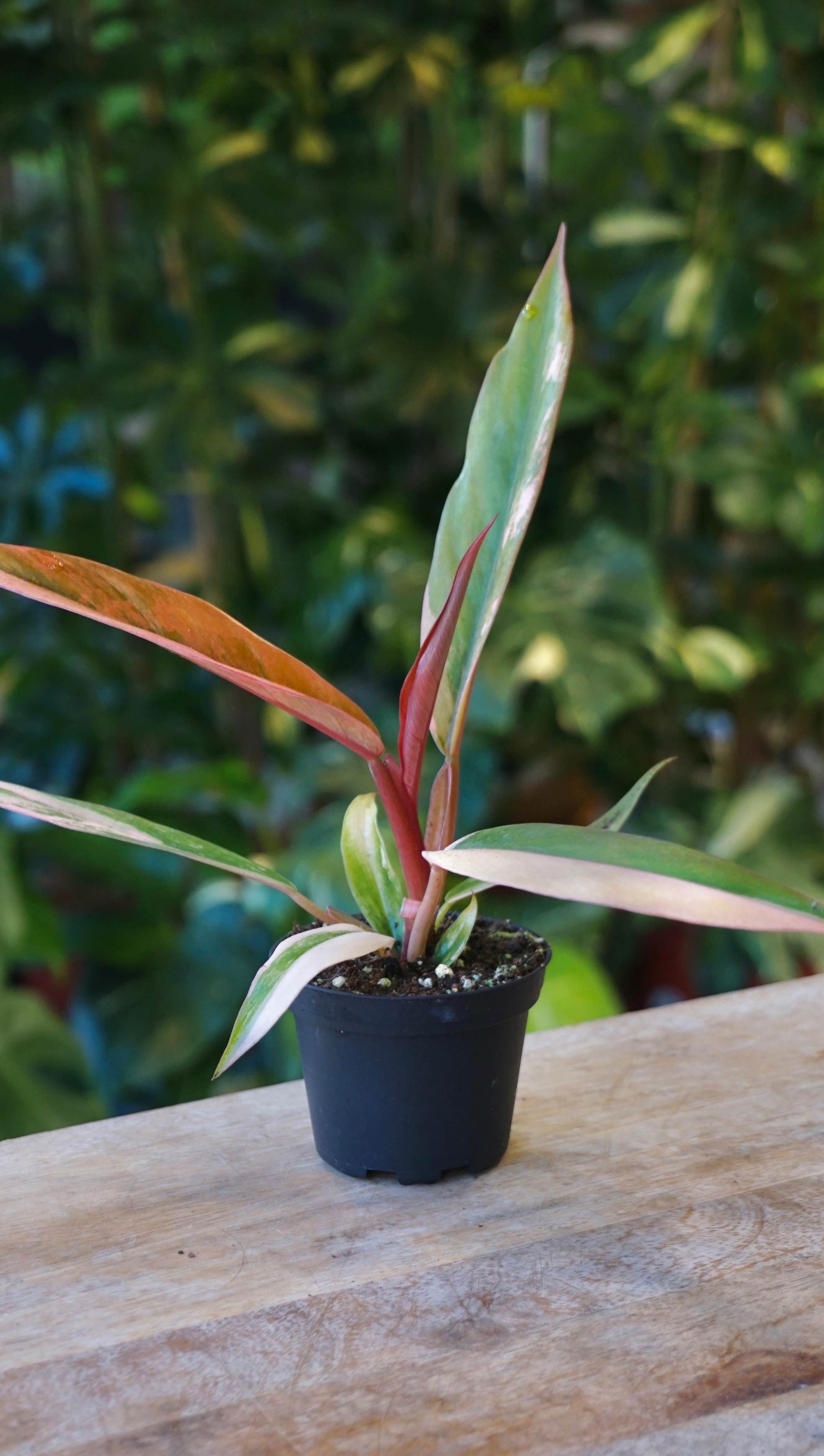 Philodendron Caramel Marble Variegata studio plantes rares jungle jardinerie strasbourg rare plant shop online pflanzen