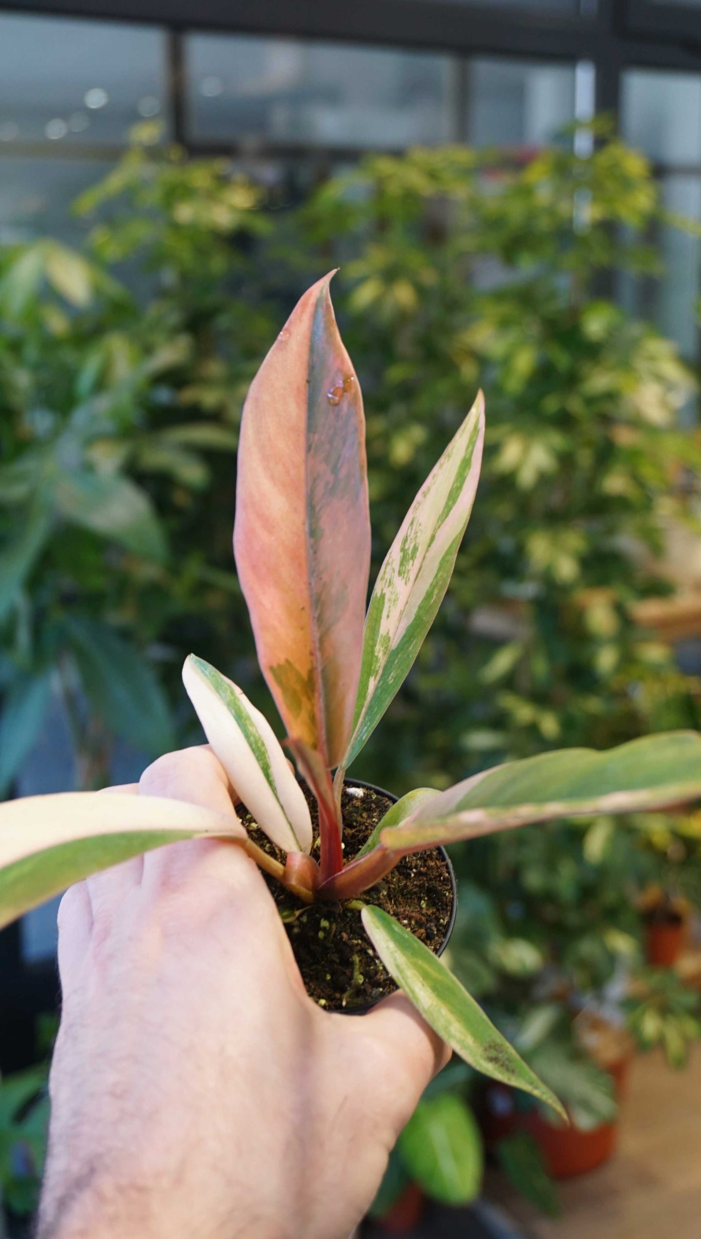 Philodendron Caramel Marble Variegata studio plantes rares jungle jardinerie strasbourg rare plant shop online pflanzen zoom on leaf