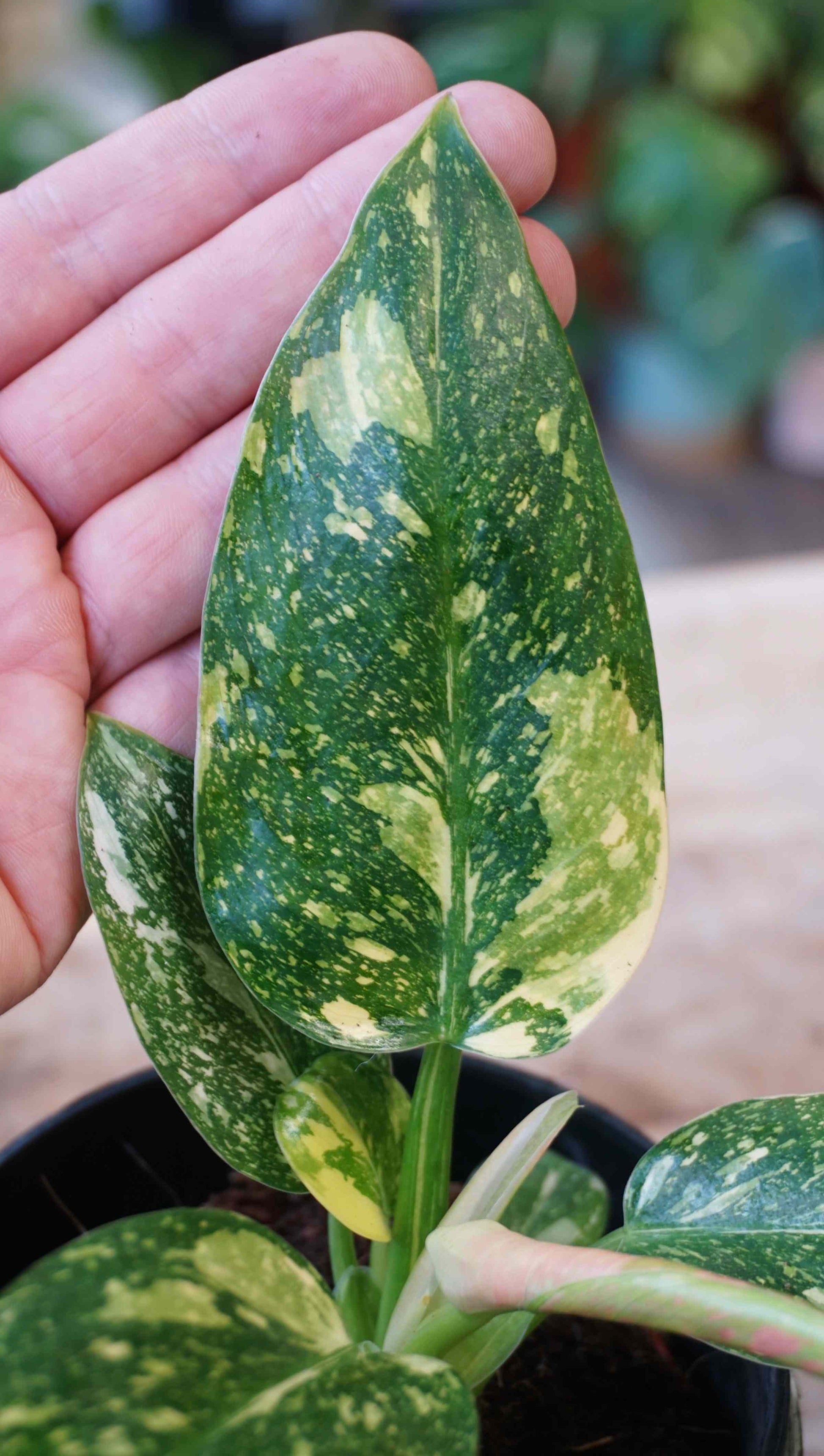 Philodendron Green Congo Marble Variegata studio plantes rares jungle jardinerie strasbourg rare plant shop online pflazen leaf detail