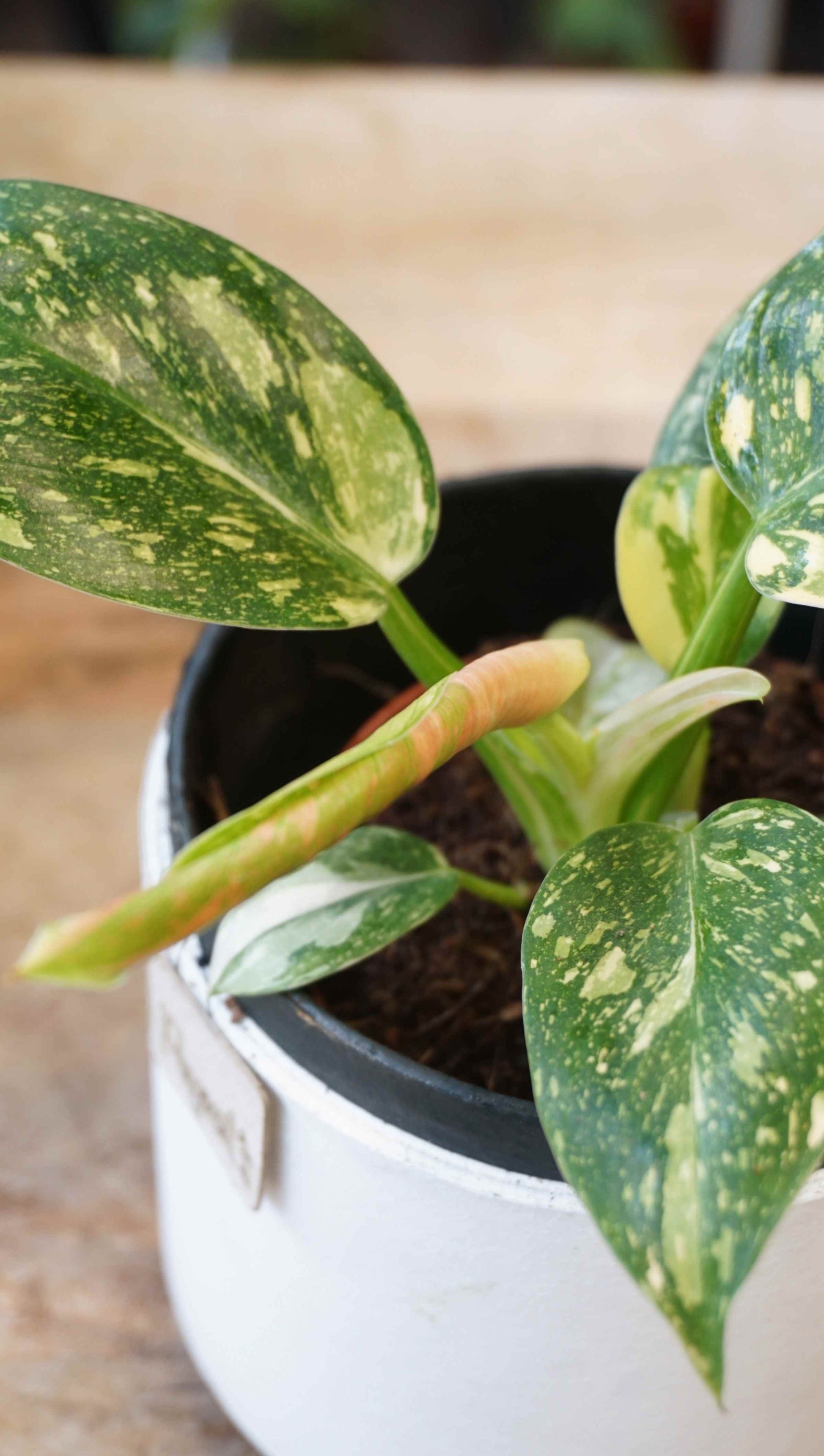 Philodendron Green Congo Marble Variegata studio plantes rares jungle jardinerie strasbourg rare plant shop online pflazen unfurling leaf pink