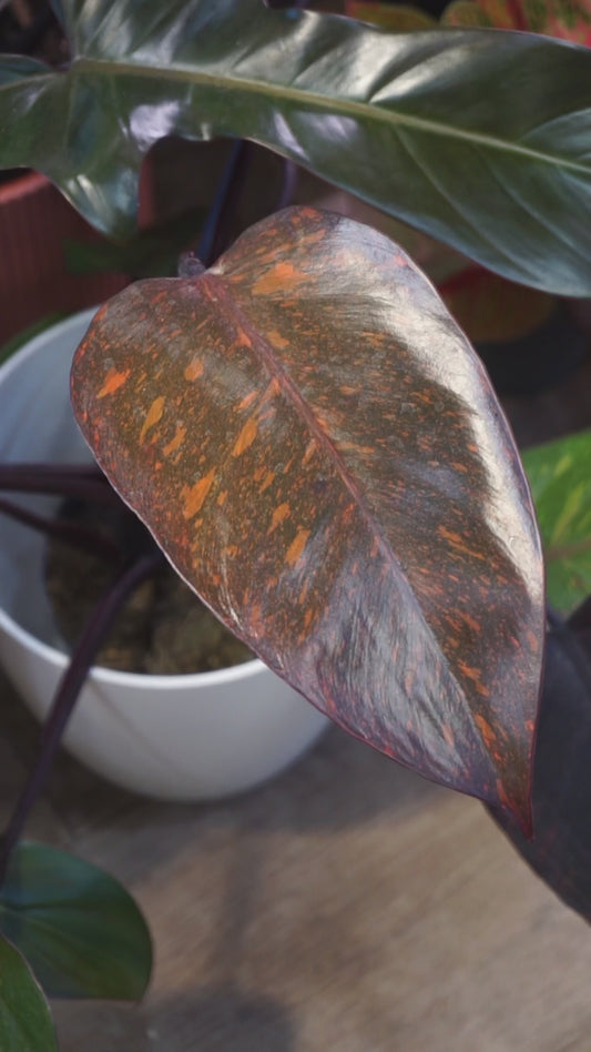 Philodendron Orange Princess