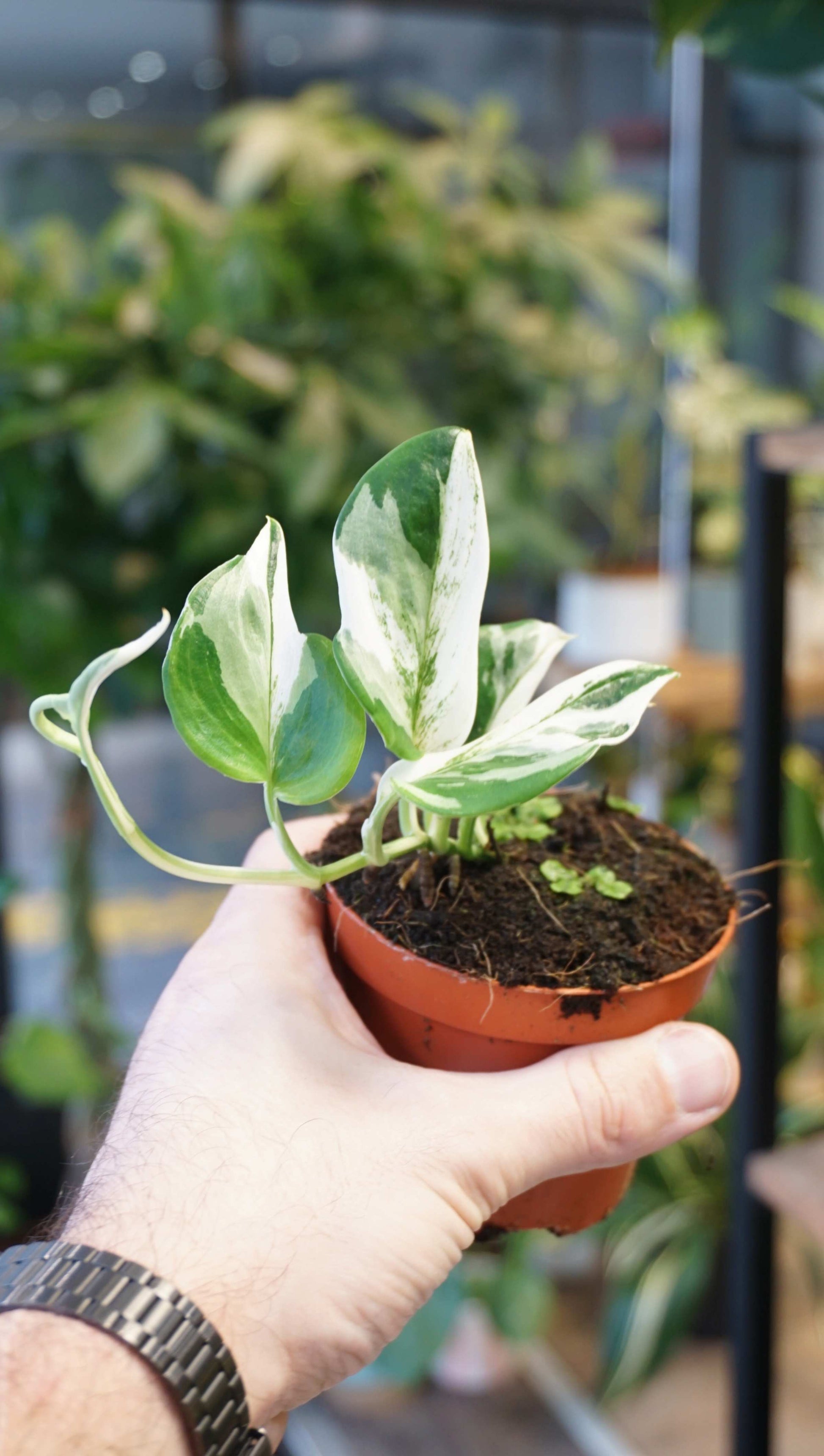 Scindapsus Treubii Albo Variegata studio plantes rares jungle jardinerie strasbourg rare plant shop online pflanzen in hand