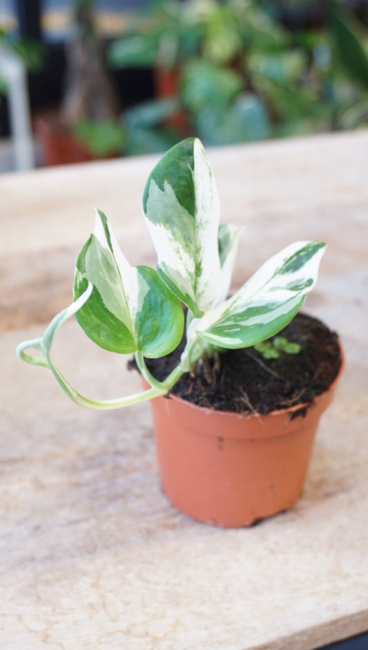 Scindapsus Treubii Albo Variegata studio plantes rares jungle jardinerie strasbourg rare plant shop online pflanzen