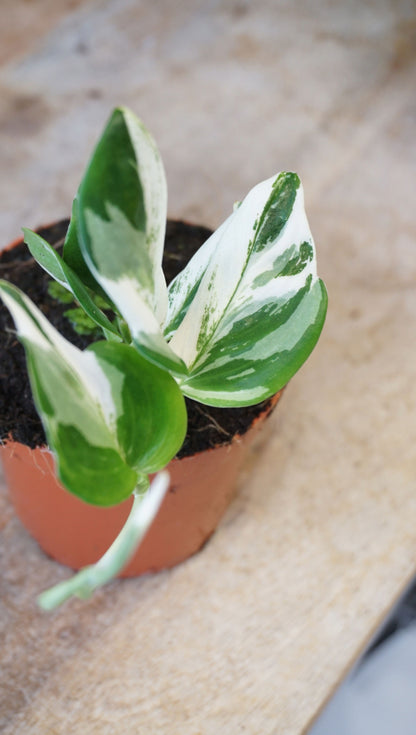 Scindapsus Treubii Albo Variegata studio plantes rares jungle jardinerie strasbourg rare plant shop online pflanzen leaf detail 2