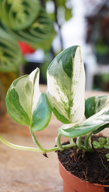 Scindapsus Treubii Albo Variegata studio plantes rares jungle jardinerie strasbourg rare plant shop online pflanzen leaf detail