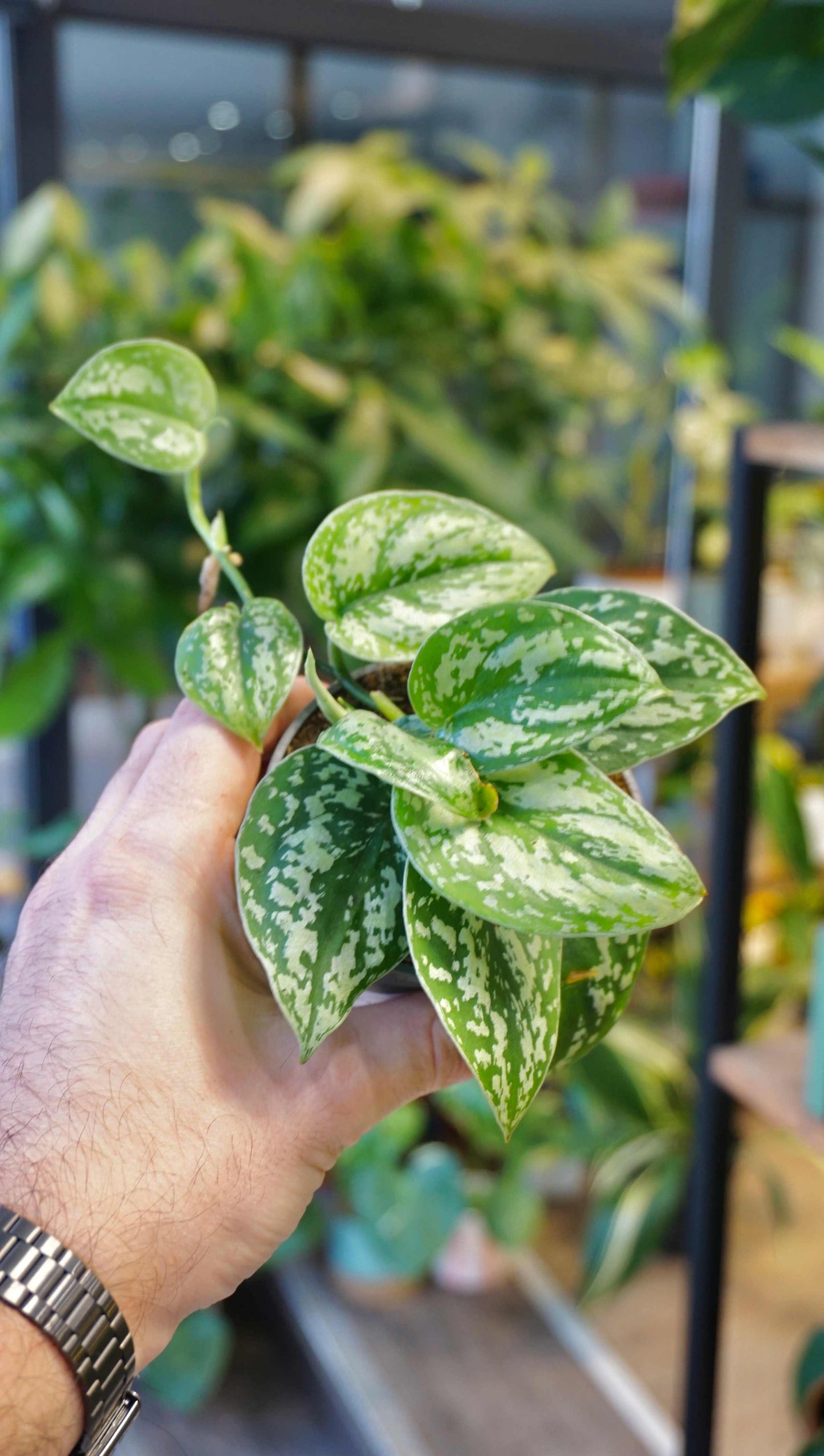 Scindapsus Tricolor Silver Platinum studio plantes rares jungle jardinerie strasbourg rare plants shop online pflanzen first plant