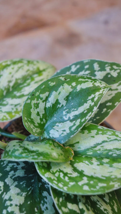 Scindapsus Tricolor Silver Platinum studio plantes rares jungle jardinerie strasbourg rare plants shop online pflanzen detail