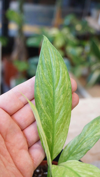 Spathiphyllum Sensation Aurea studio plantes rares jungle jardinerie strasbourg rare plant shop online pflanzen zoom on leaf