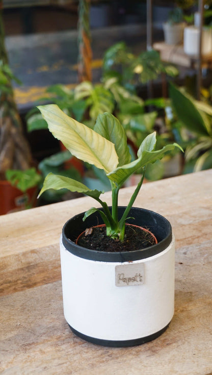 Spathiphyllum Blue Ice studio plantes rares jungle jardinerie strasbourg rare plant shop online pflazen