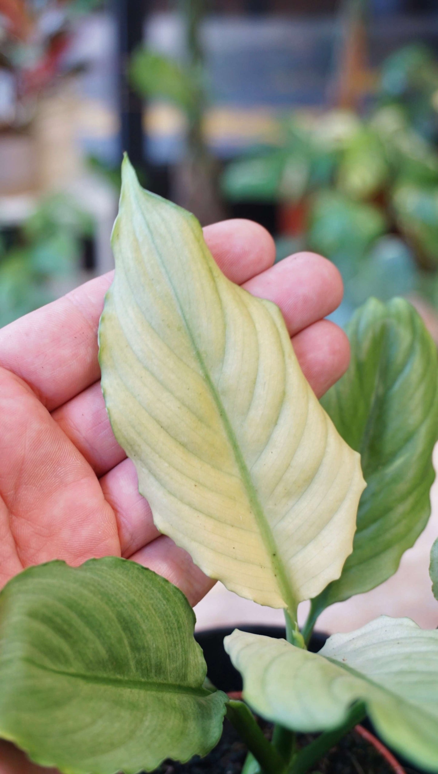 Spathiphyllum Blue Ice studio plantes rares jungle jardinerie strasbourg rare plant shop online pflazen leaf detail