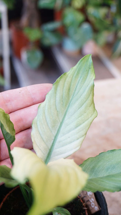 Spathiphyllum Blue Ice studio plantes rares jungle jardinerie strasbourg rare plant shop online pflazen leaf detail 2