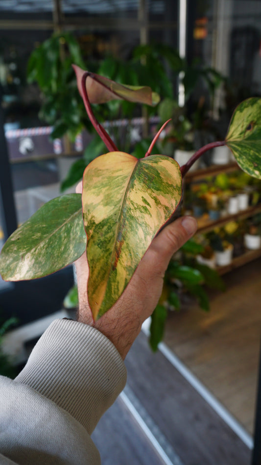Philodendron Strawberry Shake studio plantes rares jungle jardinerie strasbourg rare plant shop online pflanzen