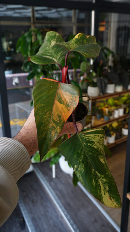 Philodendron-Erdbeer-Shake